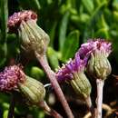 Image de Senecio varicosus L. fil.