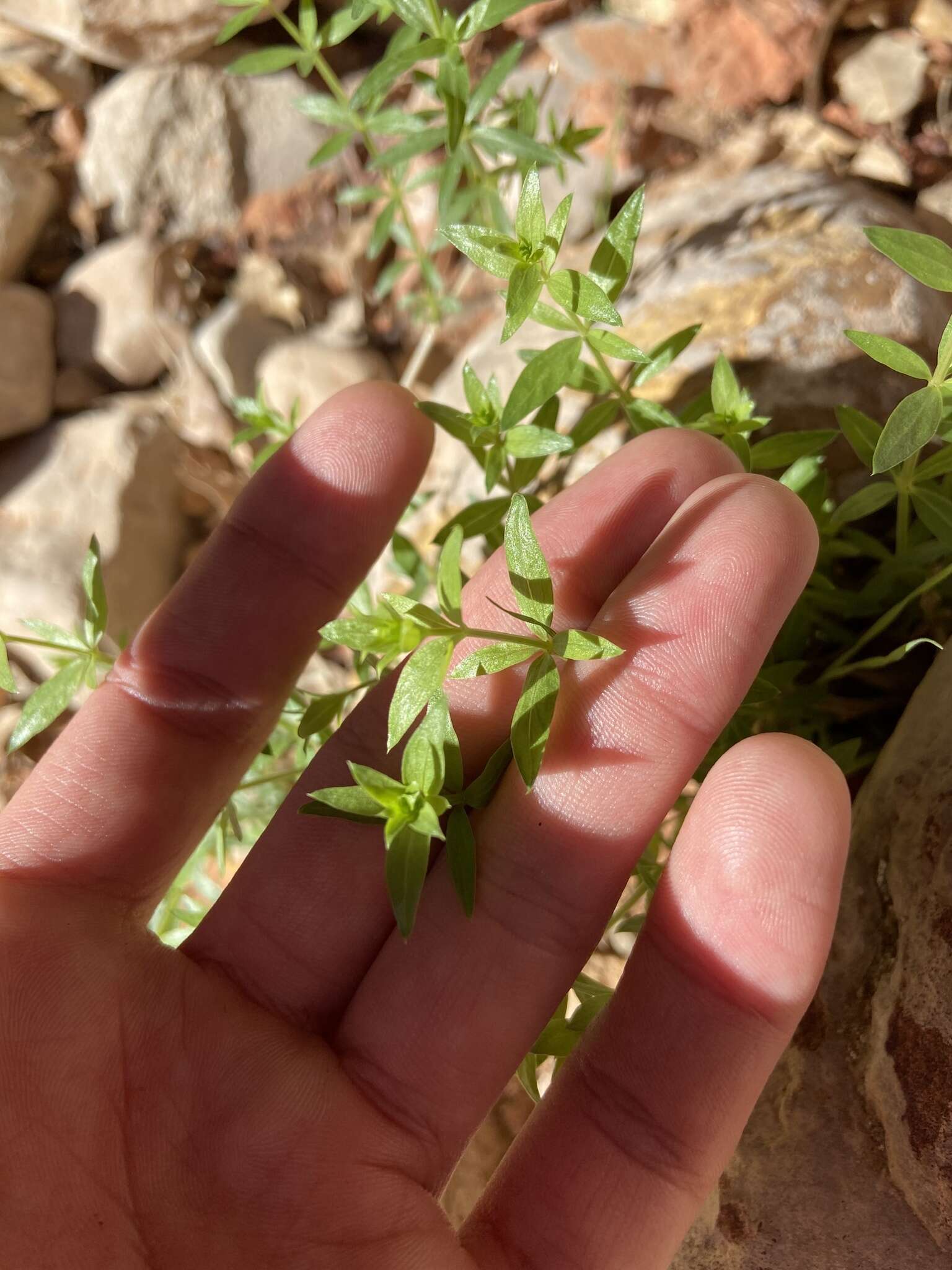 Image of limestone bedstraw