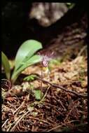 Image of calypso orchid