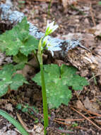 Image of Italian Garlic