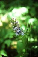 Image of Lesser purple fringed orchid