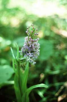 Image of Lesser purple fringed orchid