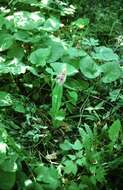 Image of Lesser purple fringed orchid