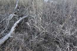 Image of sand bluestem