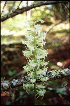 Image of Dinner-Plate Orchid