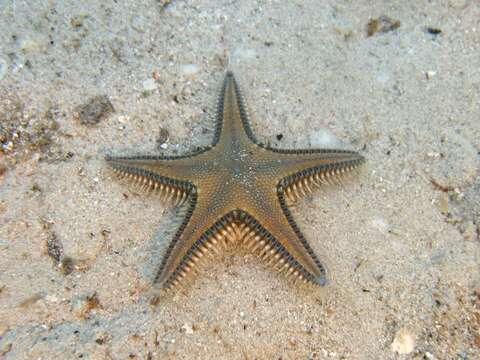 Image of Astropecten platyacanthus (Philippi 1837)