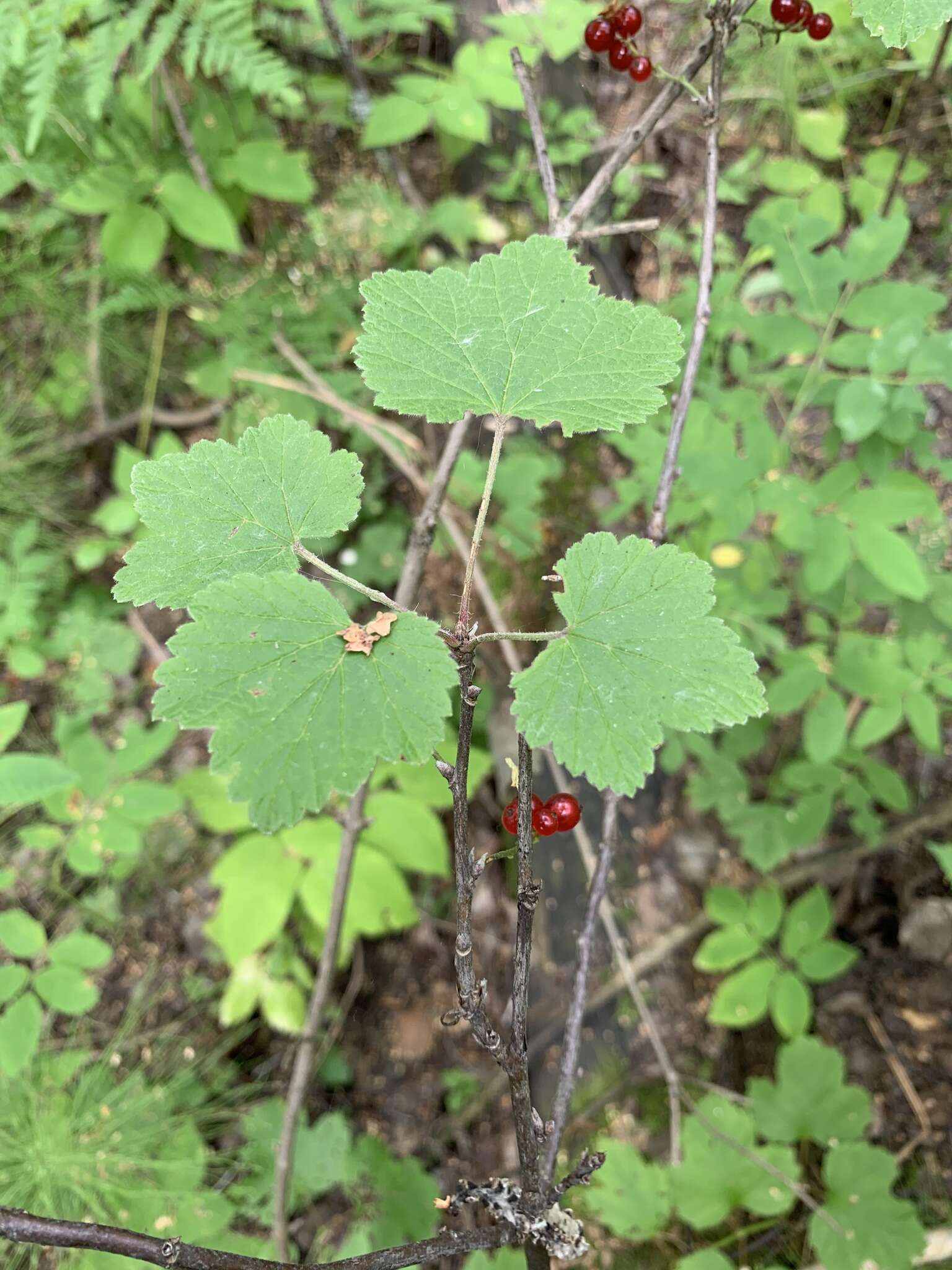 Image of Ribes spicatum subsp. hispidulum (Jancz.) L. Hämet-Ahti