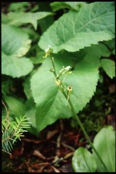 Imagem de Platanthera hookeri (Torr.) Lindl.