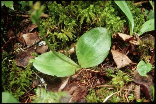 Imagem de Platanthera hookeri (Torr.) Lindl.