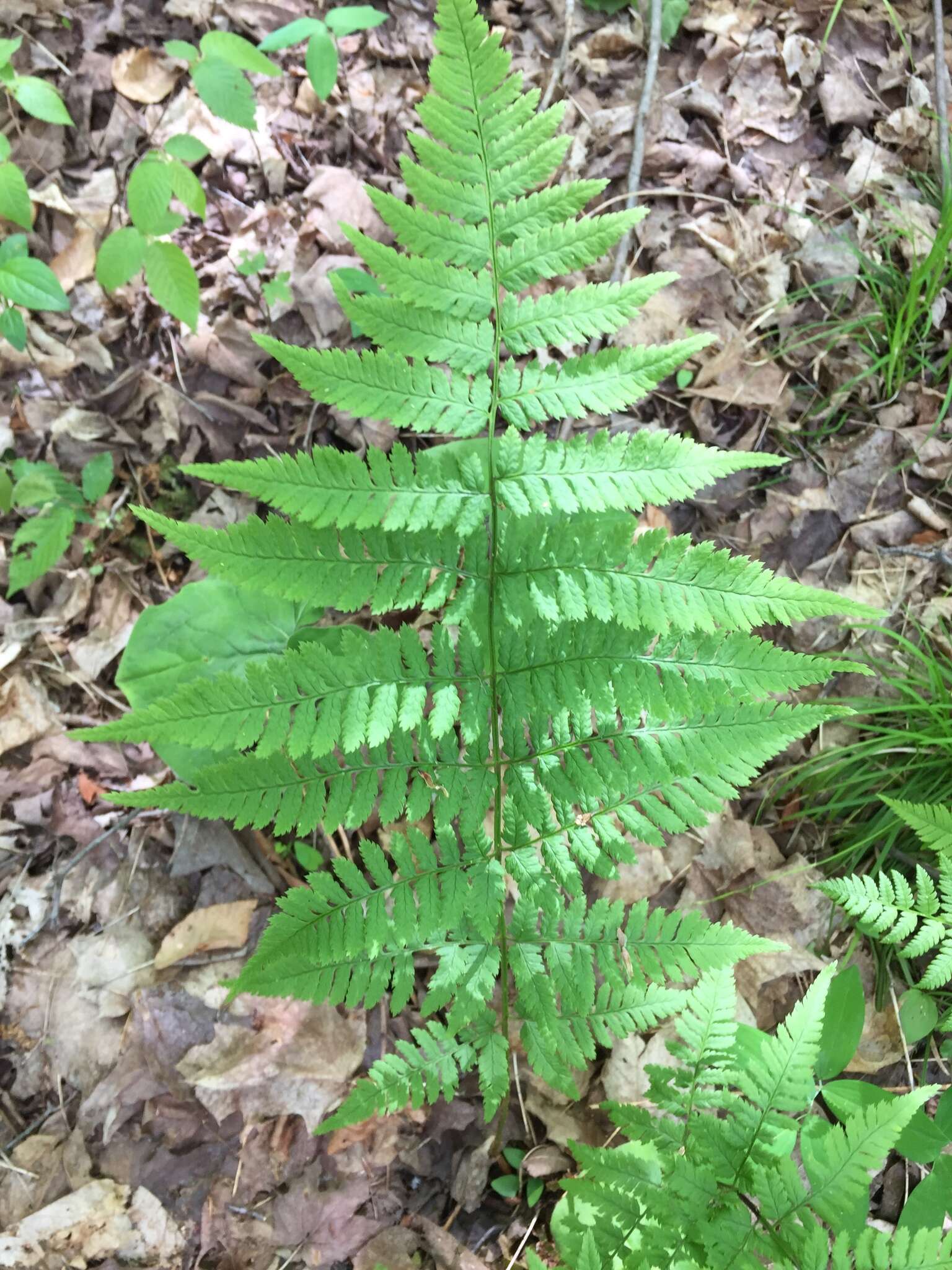 Image of narrow buckler-fern