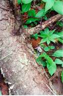 Image of calypso orchid