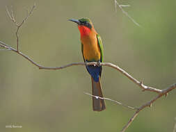 Image of Red-throated Bee-eater