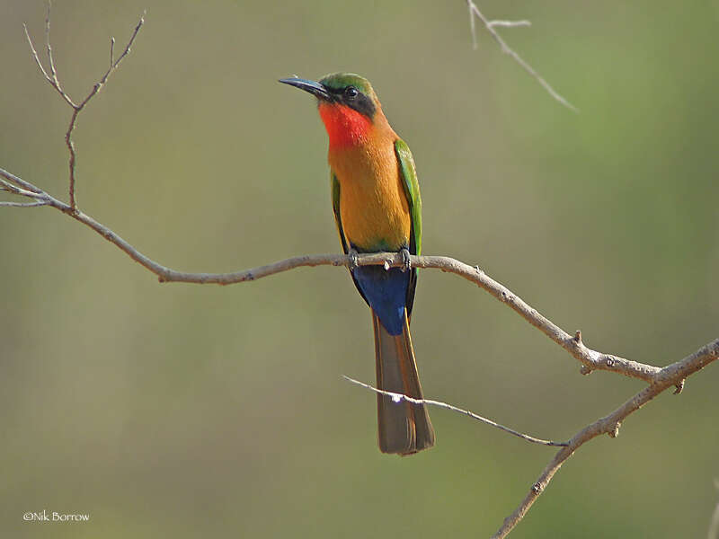 Image of Red-throated Bee-eater