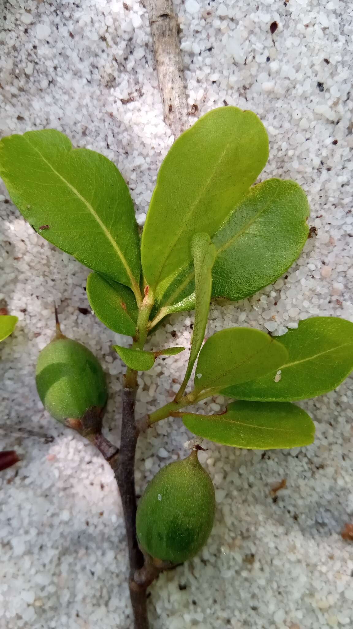 Image of Capurodendron pervillei (Engl.) Aubrév.