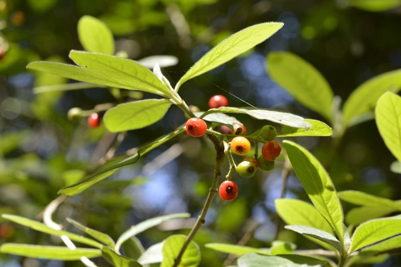 Plancia ëd Psychotria erythrocarpa Schltdl.