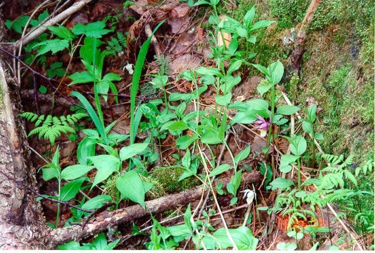 Image of calypso orchid