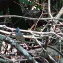 Image of Guianan Warbling Antbird