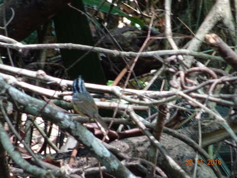 Image of Guianan Warbling Antbird