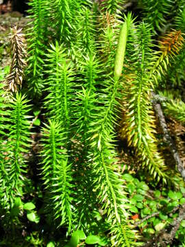 Image of interrupted clubmoss