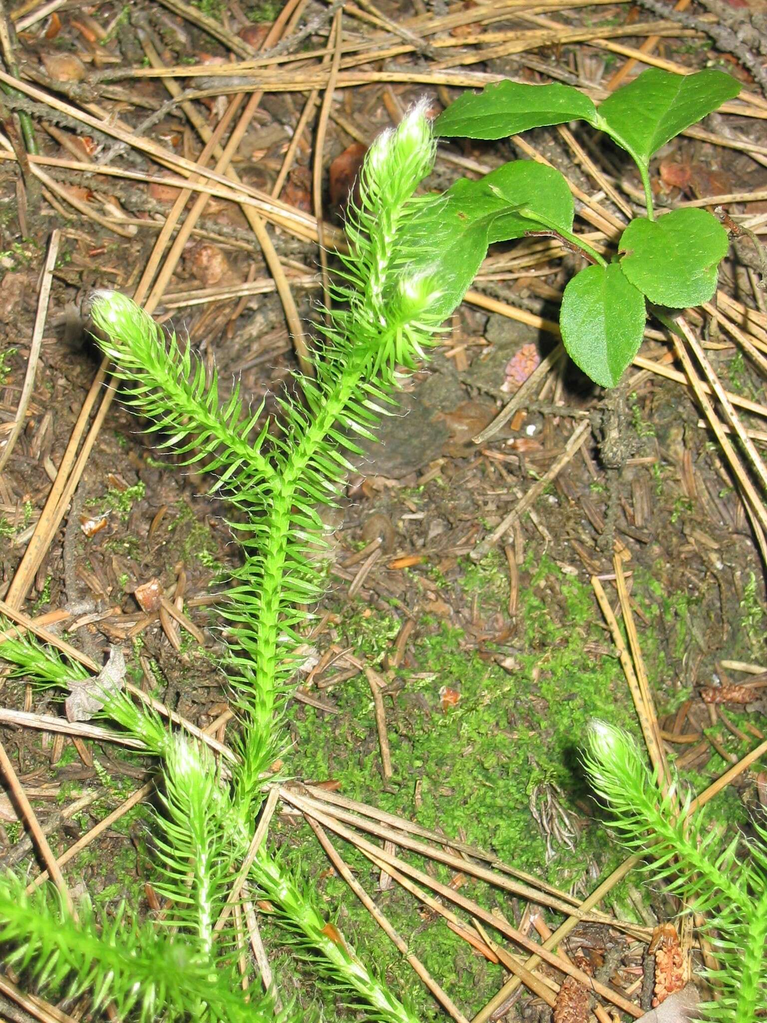 Image de Lycopode en massue