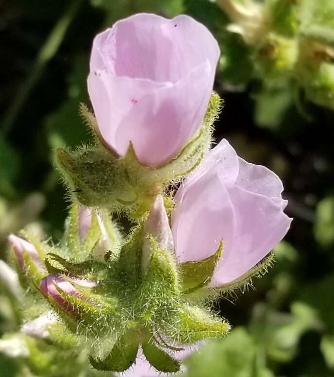 Imagem de Malacothamnus densiflorus (S. Wats.) Greene