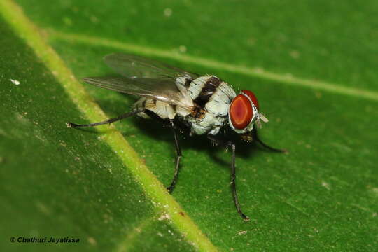 Plancia ëd Anthomyia illocata Walker 1856