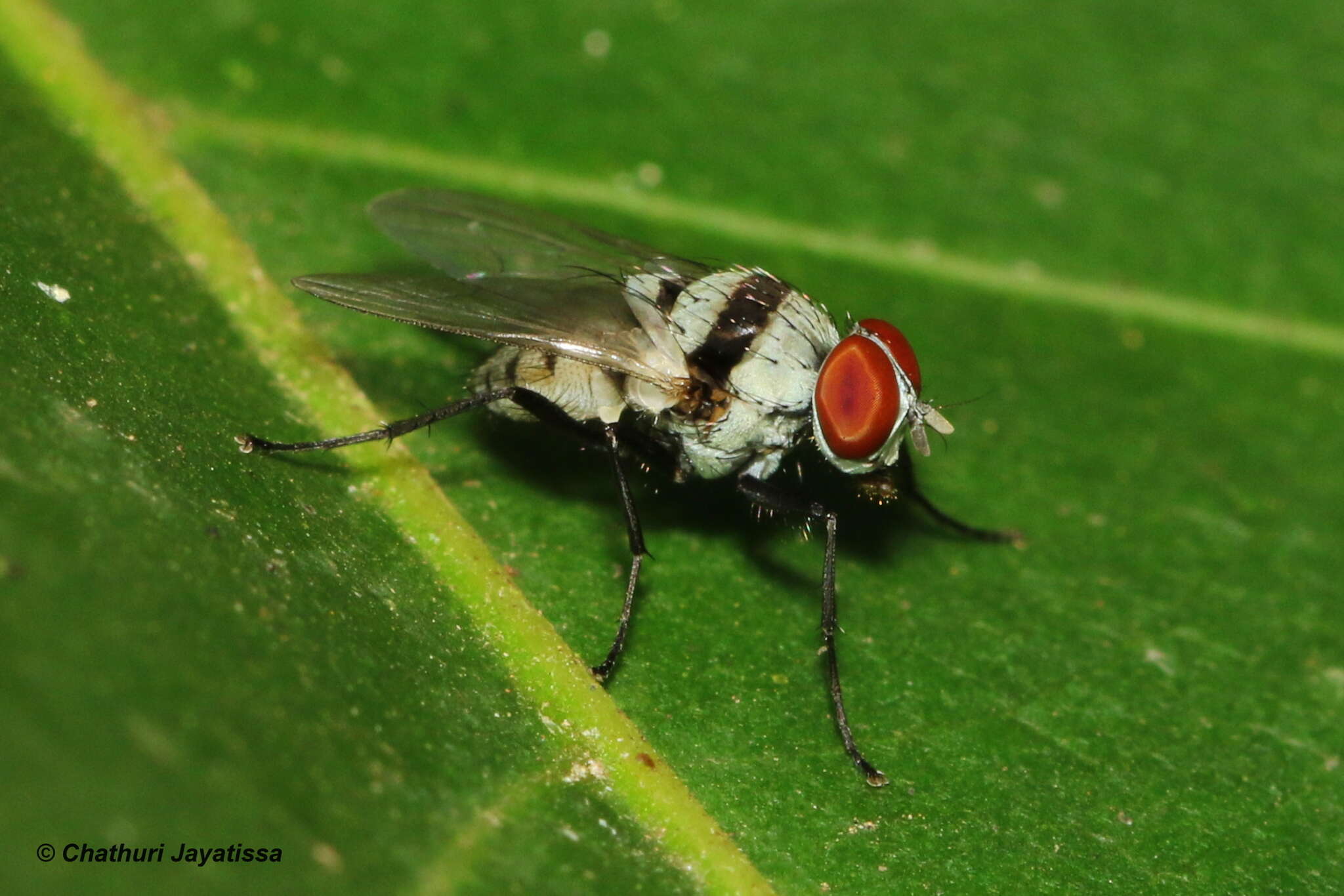 Imagem de Anthomyia illocata Walker 1856