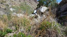 Image of Durango root