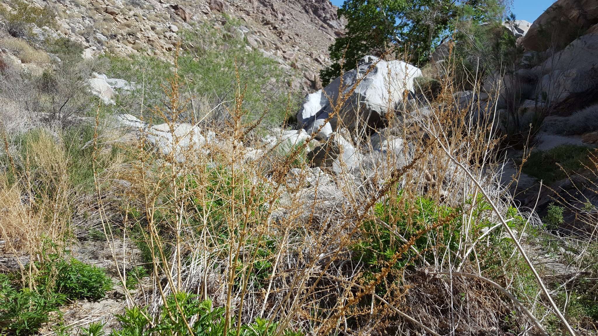 Image of Durango root