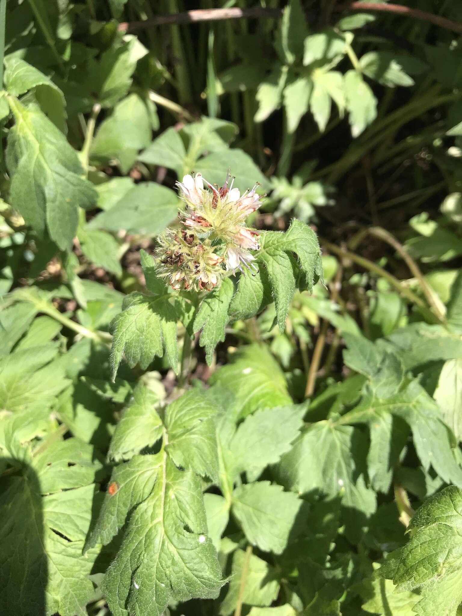 Image of Fendler's Waterleaf