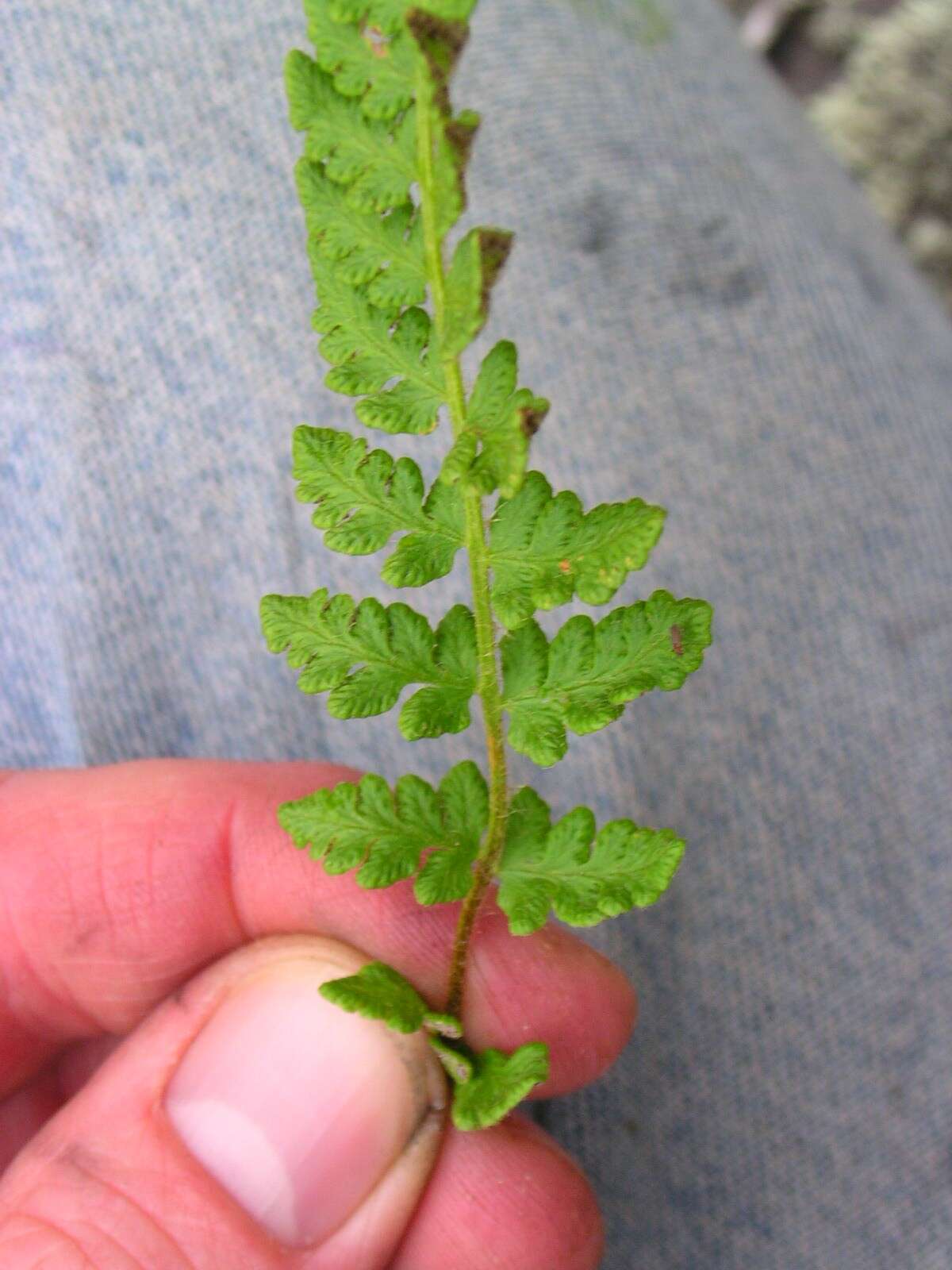 Image of rusty woodsia