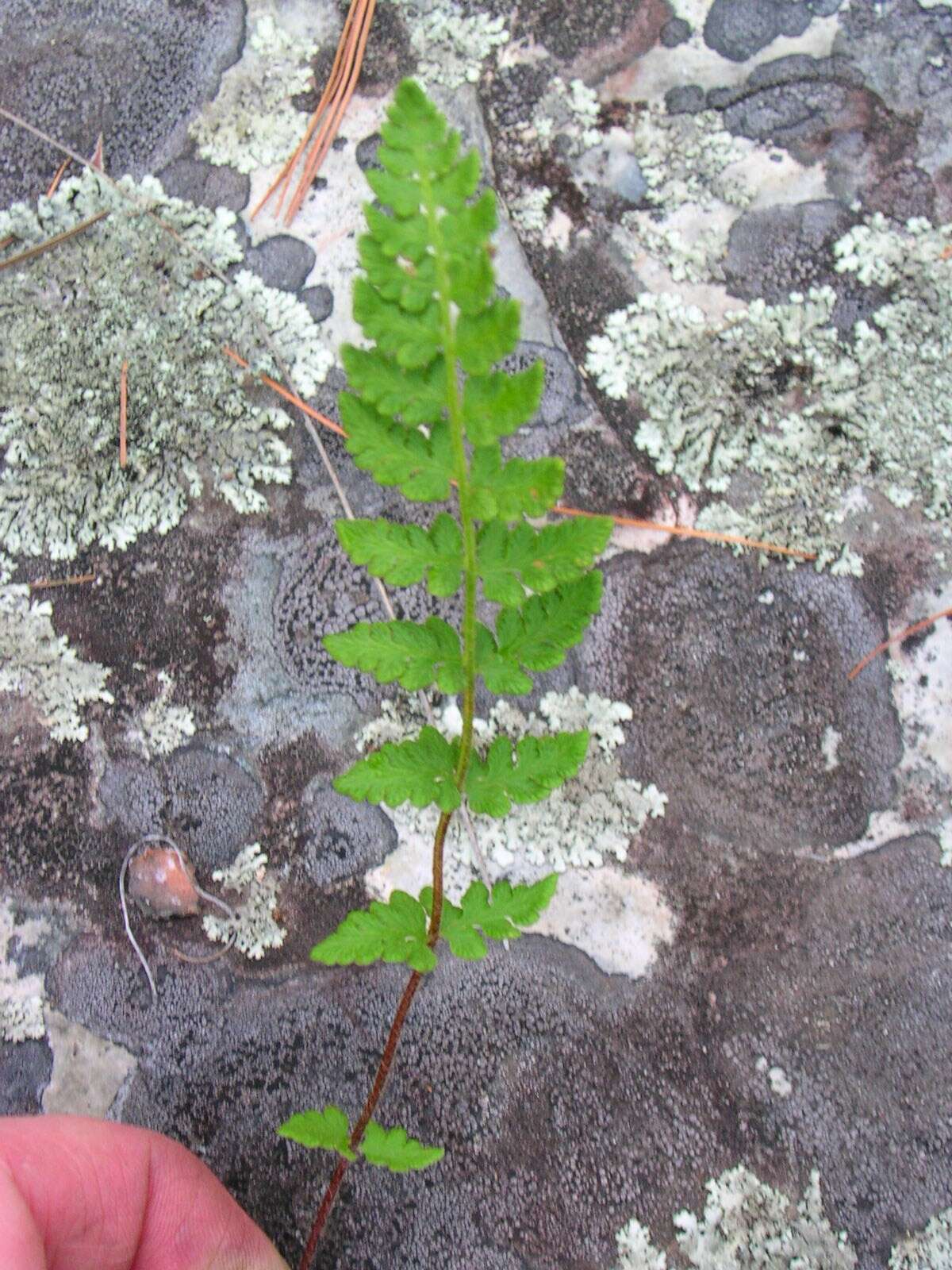 Image of rusty woodsia