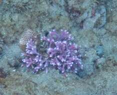 Image of Rose Lace Coral