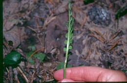 Image of Mingan moonwort