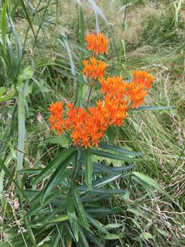 Image of Asclepias tuberosa var. tuberosa