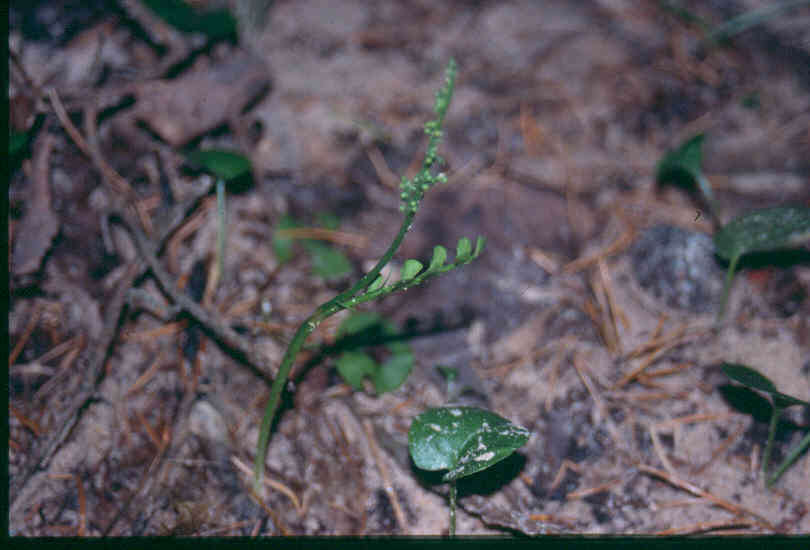 Image of Mingan moonwort