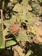 Sivun Hibiscus furcatus Roxb. kuva