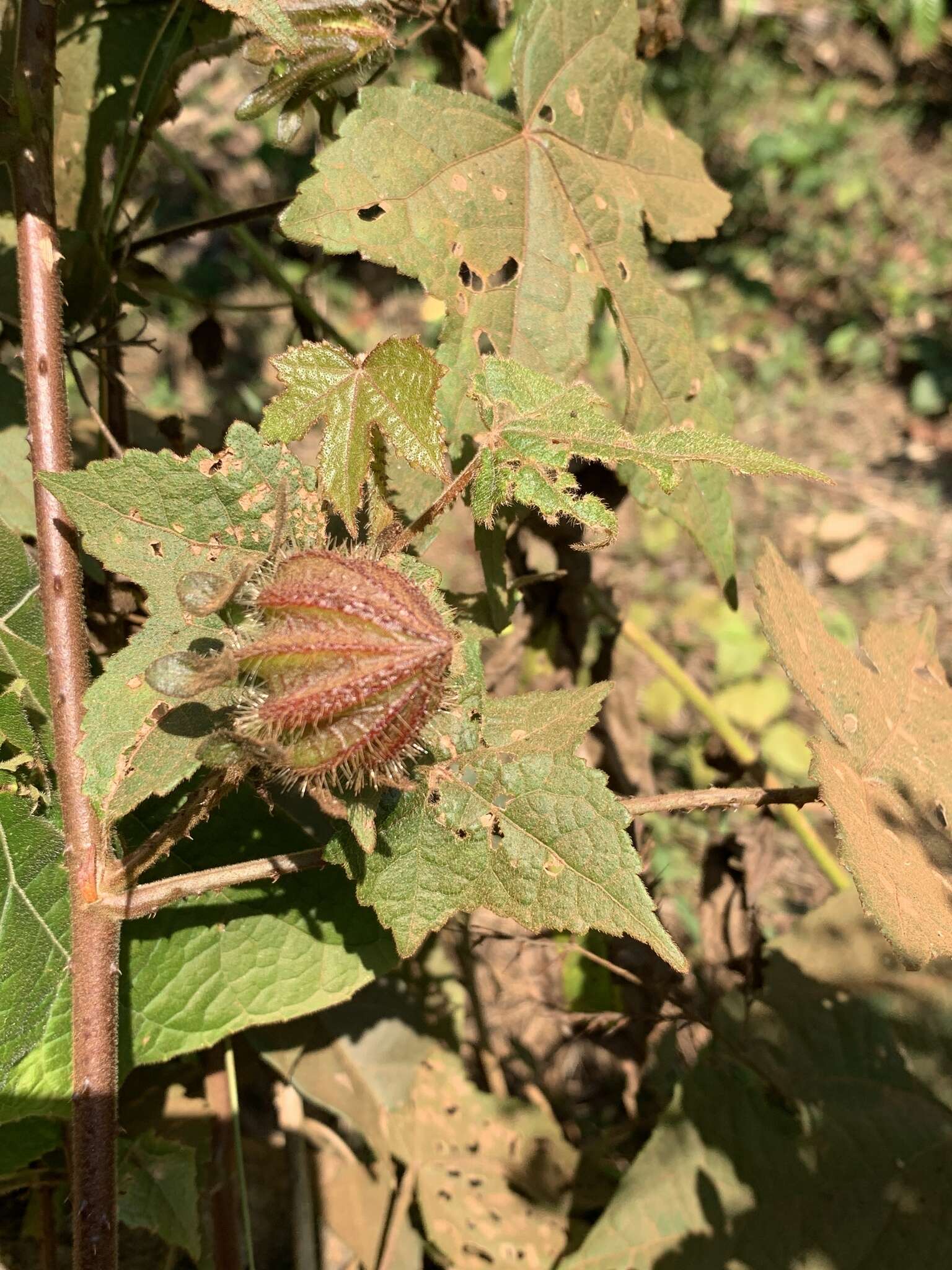 Sivun Hibiscus furcatus Roxb. kuva