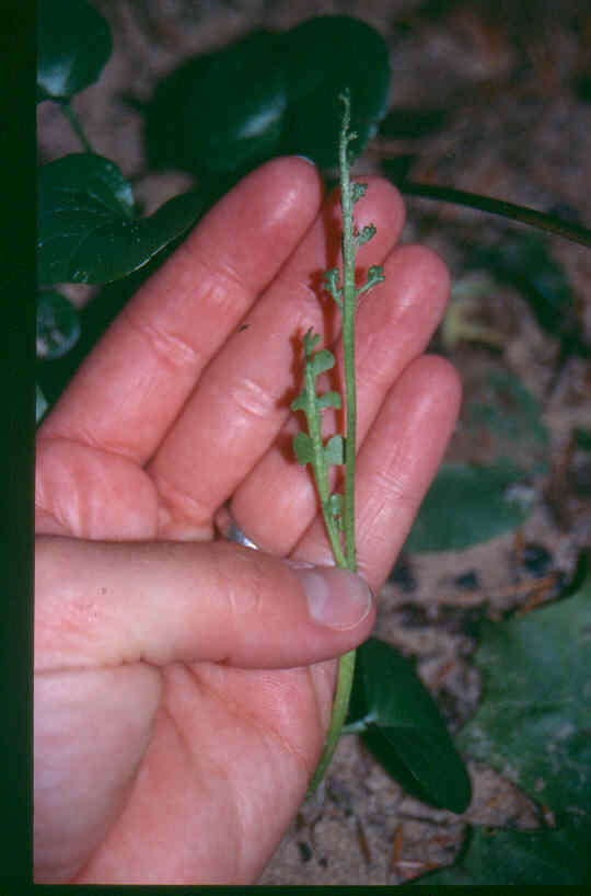 Image of Mingan moonwort