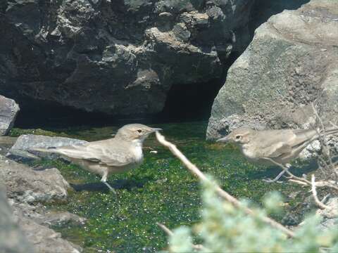 Image of Grayish Miner