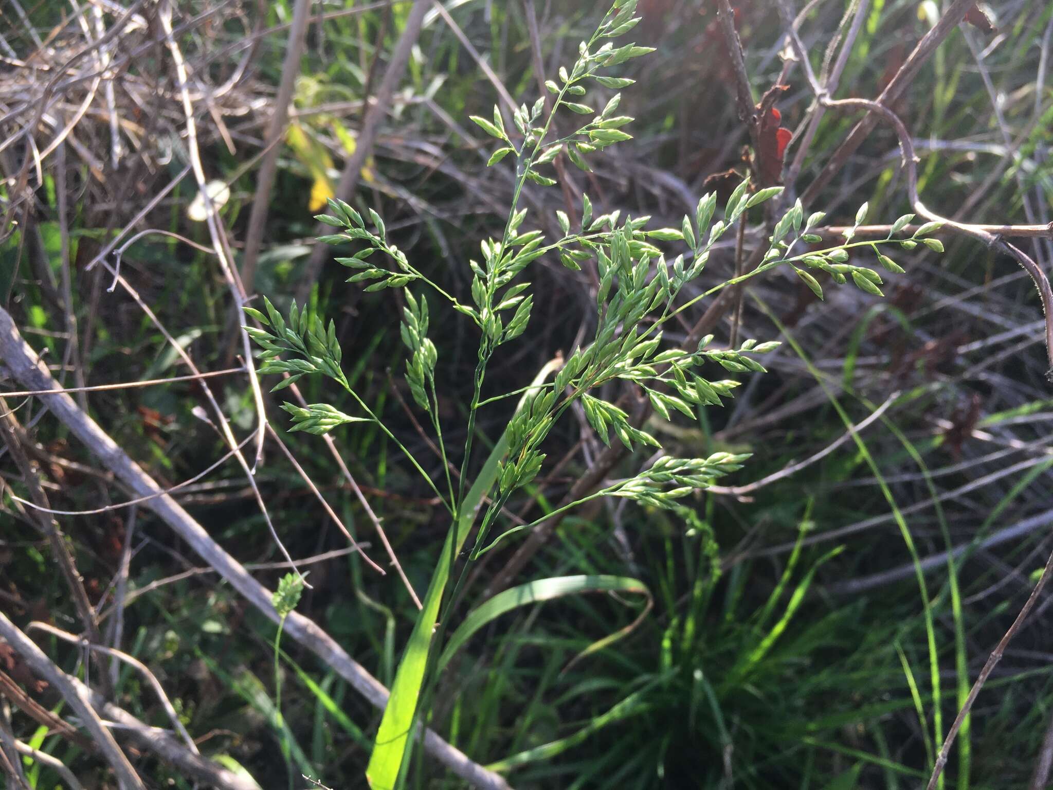 Image of Clustered Fescue