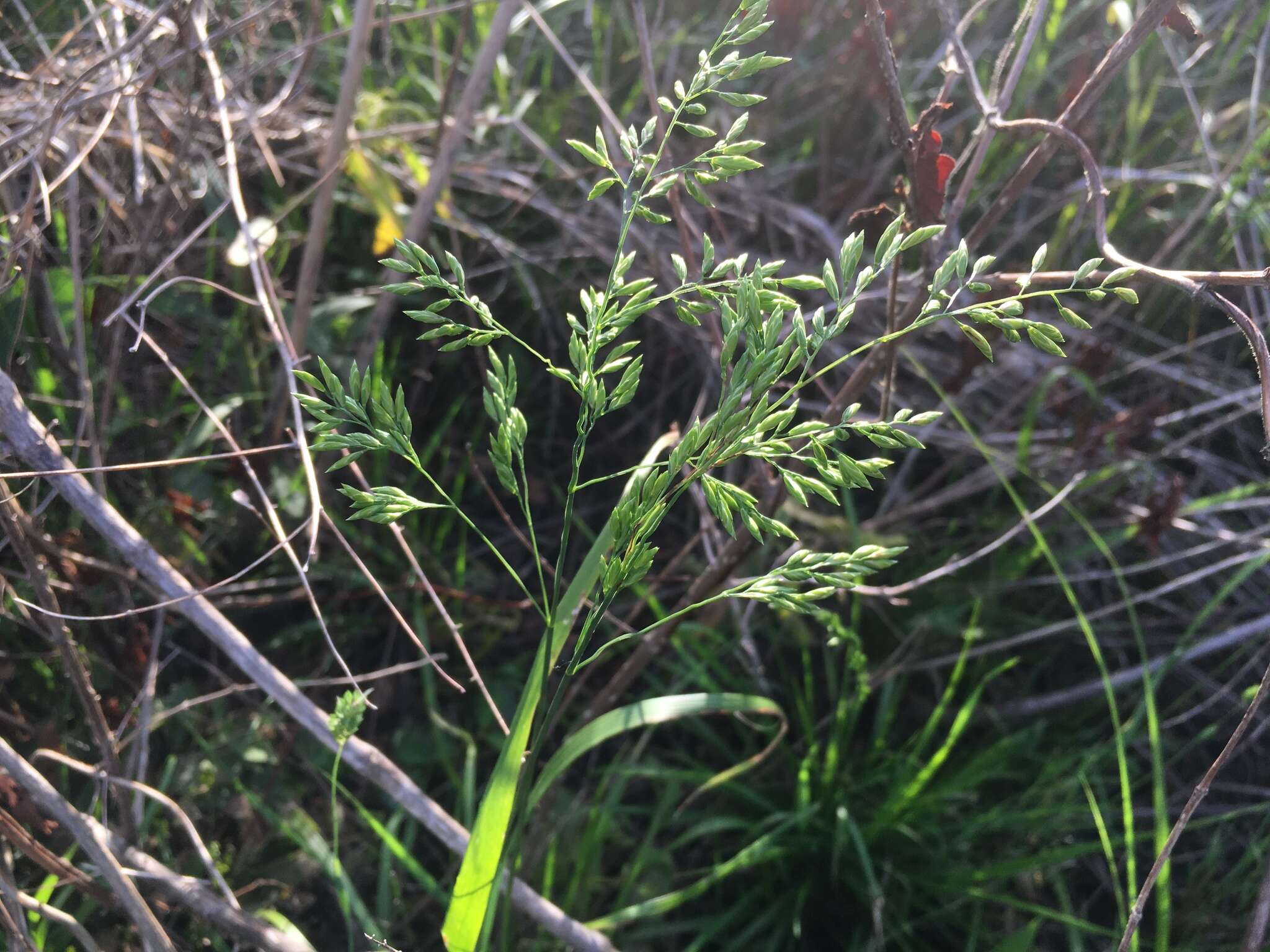 Plancia ëd Festuca paradoxa Desv.