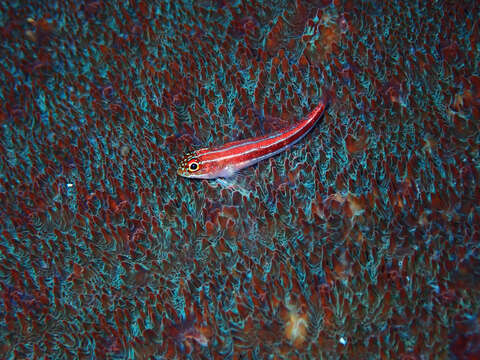 Image of Lined Triplefin