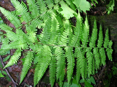 Image of Lady-fern