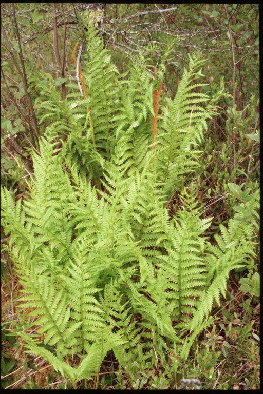 Image of Osmundastrum cinnamomeum Presl