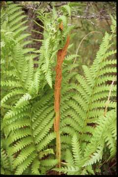 Image of Osmundastrum cinnamomeum Presl