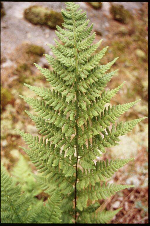 Image of narrow buckler-fern