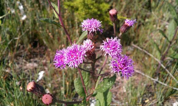 Image of Vernonia greggii A. Gray