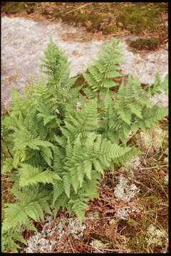 Image of narrow buckler-fern