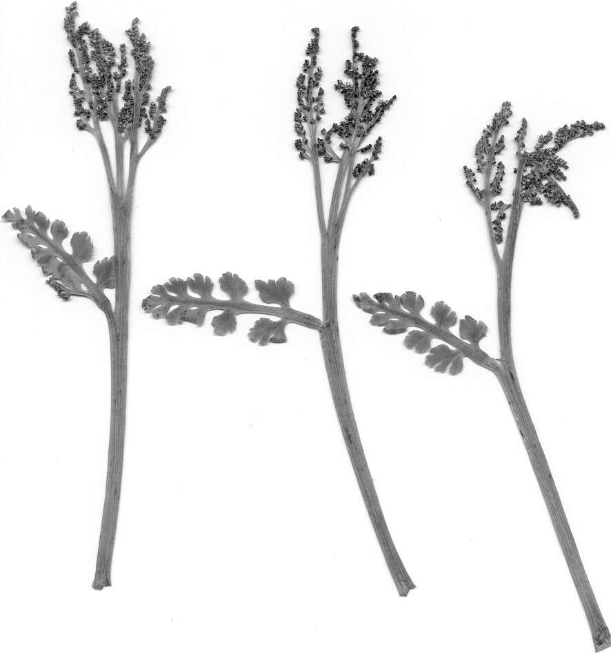 Image of Mingan moonwort